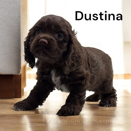 puppy, for, sale, Cocker Spaniel, Joe & Cherri  Overlease, dog, breeder, Miller, MO, dog-breeder, puppy-for-sale, forsale, nearby, find, puppyfind, locator, puppylocator, aca